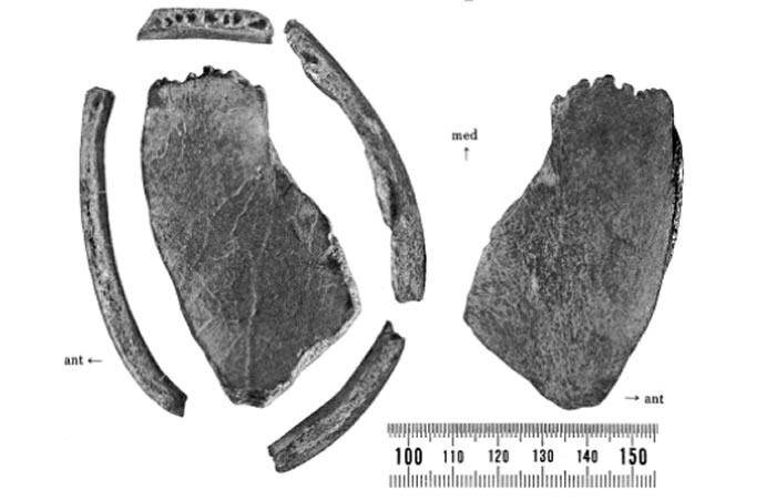 ��2~3���꽵��3ǧ��ġ������ˡ�ͷ�ǹǡ�ͼƬ��Դ������Shikama, Tokio, CC Lin and Nobuo Shimoda, et al 1976