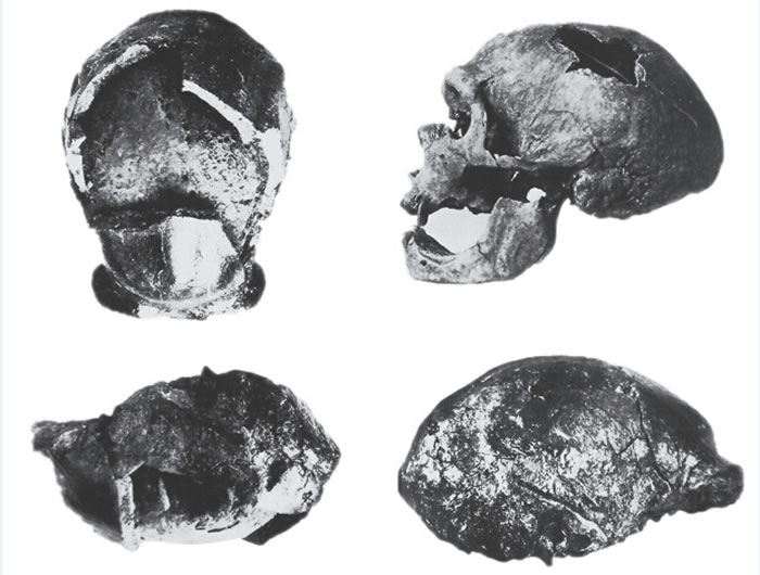 北京猿人头盖骨