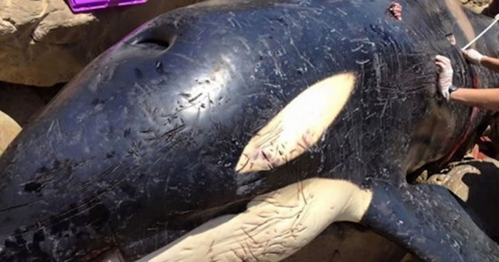 虎鲸在南非开普敦省海滩搁浅死亡 解剖发现腹中满是人类制造的垃圾