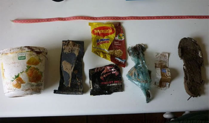 虎鲸在南非开普敦省海滩搁浅死亡 解剖发现腹中满是人类制造的垃圾