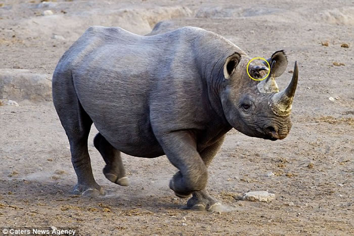 纳米比亚埃托沙国家公园发现一只3角黑犀牛