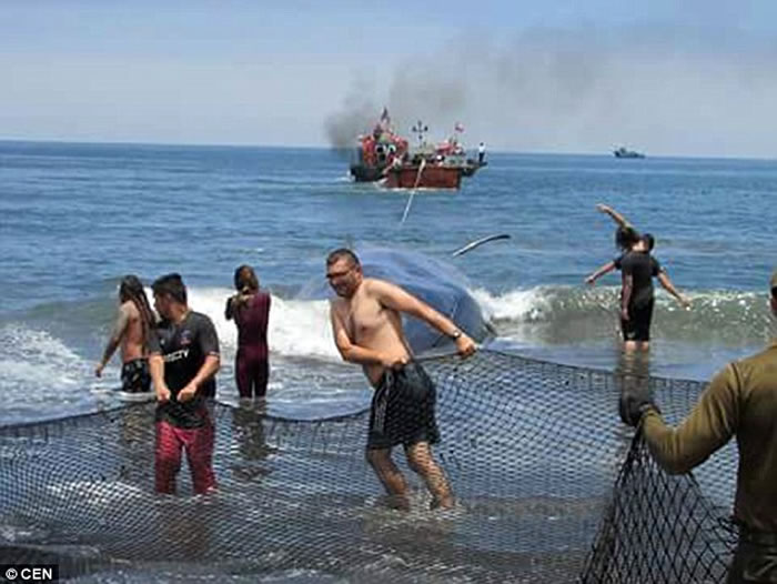 20米巨型鲸鱼在智利海岸搁浅后奄奄一息,当地民众齐心合力成功拖进海里