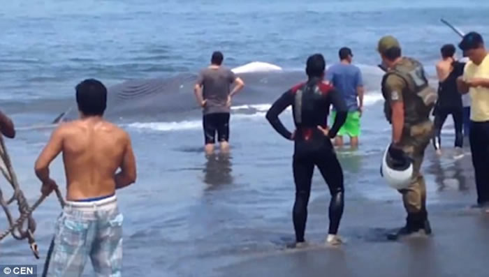 20米巨型鲸鱼在智利海岸搁浅后奄奄一息,当地民众齐心合力成功拖进海里