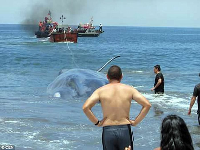 20米巨型鲸鱼在智利海岸搁浅后奄奄一息,当地民众齐心合力成功拖进海里