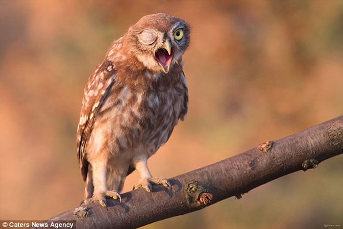 乌克兰摄影师Andrew Kay抓拍到一只小猫头鹰向他挤眉弄眼的滑稽模样