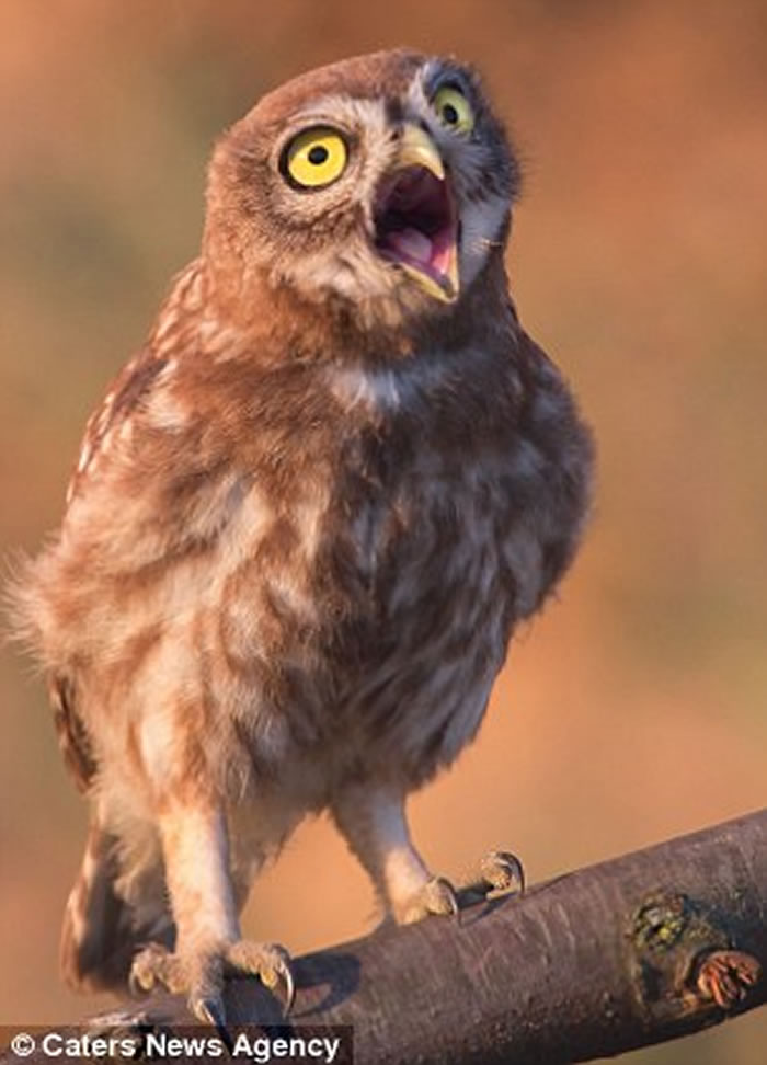 乌克兰摄影师Andrew Kay抓拍到一只小猫头鹰向他挤眉弄眼的滑稽模样