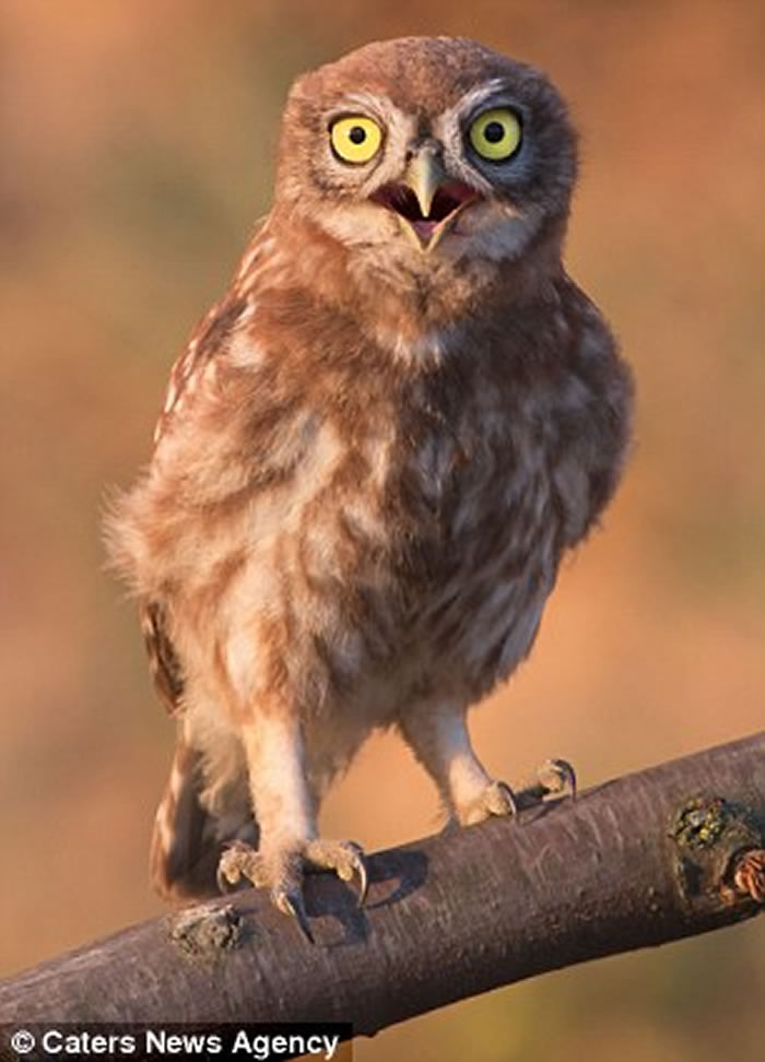 乌克兰摄影师Andrew Kay抓拍到一只小猫头鹰向他挤眉弄眼的滑稽模样