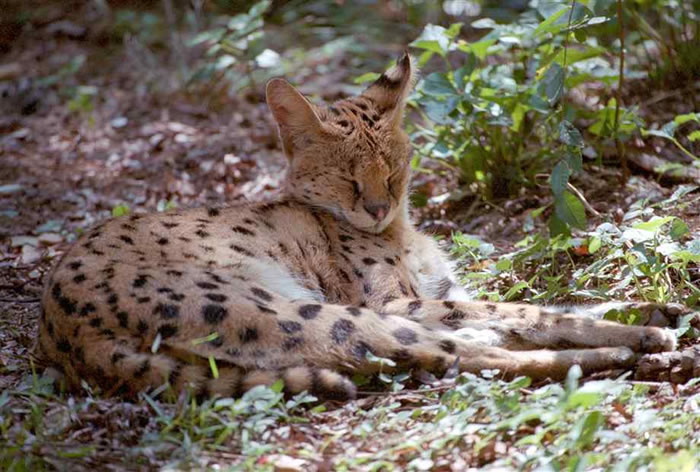 ���о����ְĴ�����Ұè��Ҫ��ŷ�ޡ����񡱵ĺ���