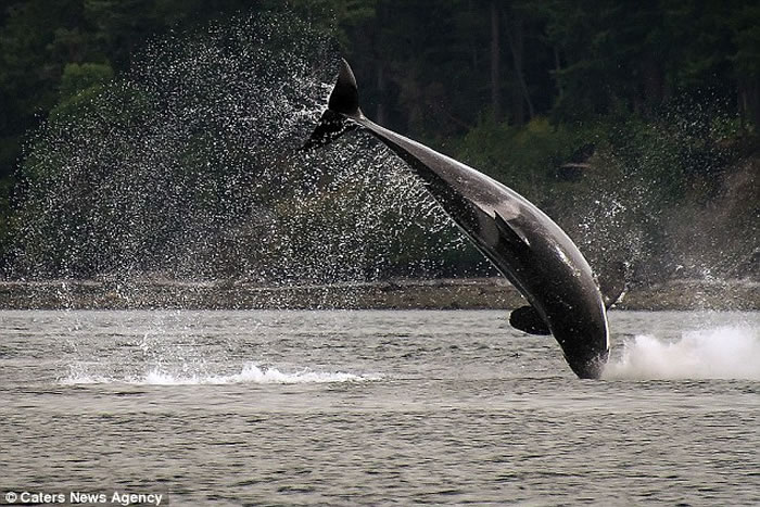 美国华盛顿州圣璜岛虎鲸为捕捉海豚纵身跃起在海平面上划出一道弧线
