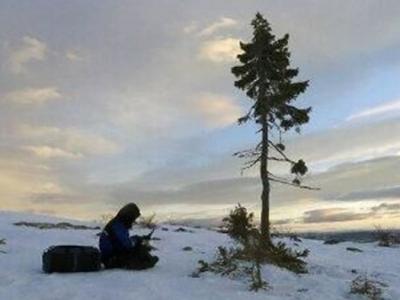 瑞典发现世界上最古老的树 9500年云杉命名为