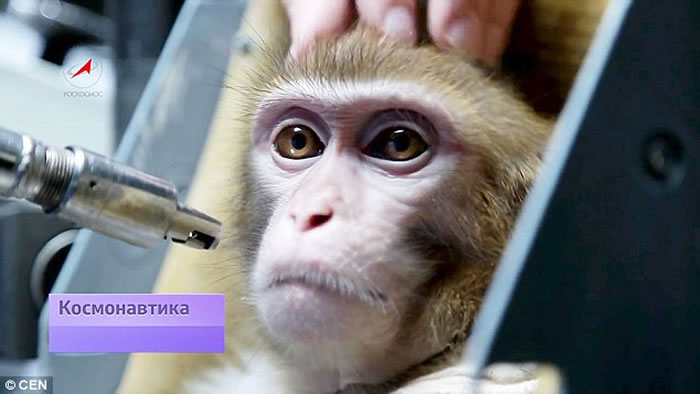 俄罗斯准备让猴子前往火星 计划受到动物保护组织抗议