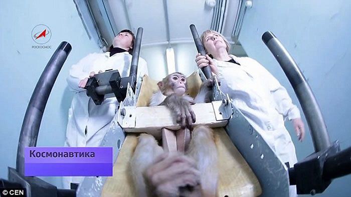 俄罗斯准备让猴子前往火星 计划受到动物保护组织抗议
