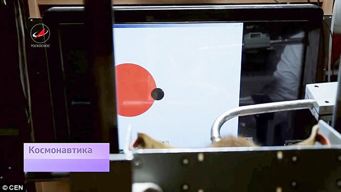 俄罗斯准备让猴子前往火星 计划受到动物保护组织抗议