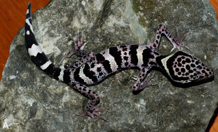 2015年才发现的广西睑虎,很可能成为爬虫类玩家的目标。