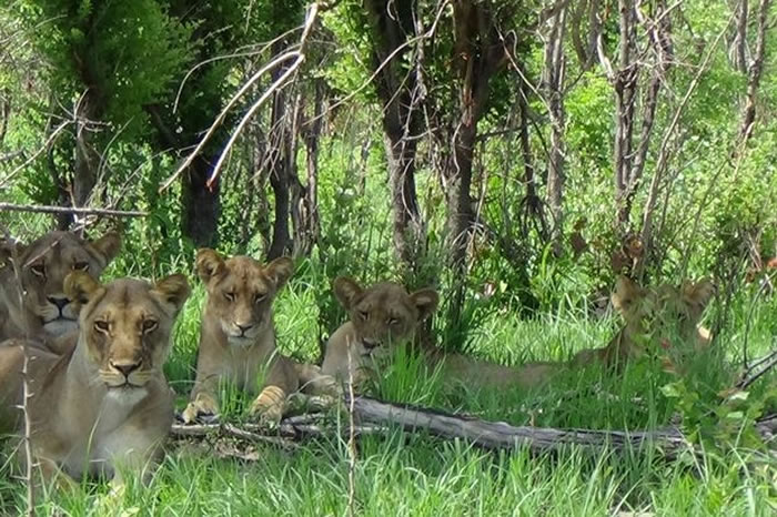 塞西尔遗孤据报目前正逃避另一成年雄狮的追捕。