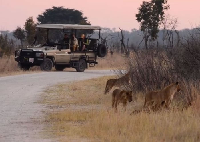 游人曾拍得塞西尔的遗孤安全无恙。