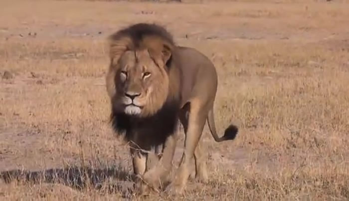 明星狮塞西尔早前被杀