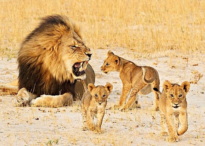 塞西尔(左)死后,遗孤失去父荫。