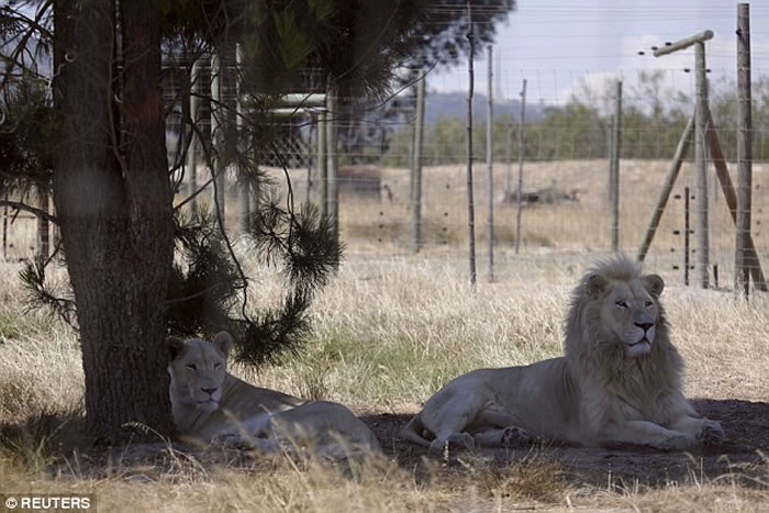 南非德瑞肯斯坦狮子公园雄狮结扎后仍能让母狮受孕