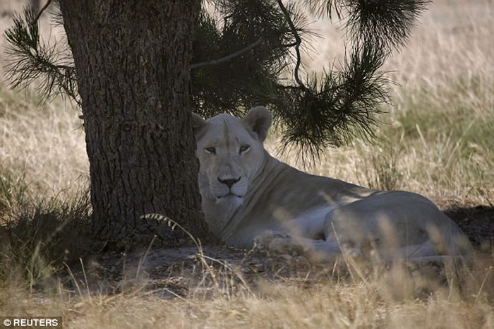 南非德瑞肯斯坦狮子公园雄狮结扎后仍能让母狮受孕