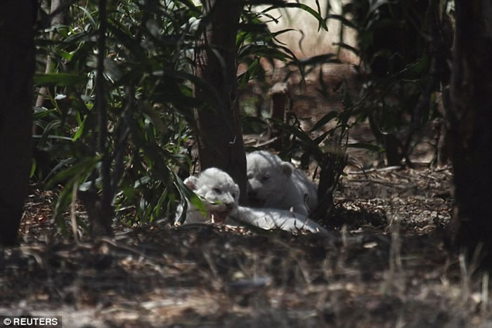 南非德瑞肯斯坦狮子公园雄狮结扎后仍能让母狮受孕