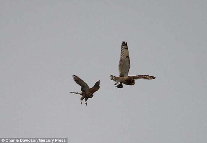 Ӣ��èͷӥ׽������ȴ�������սؽ� ���......