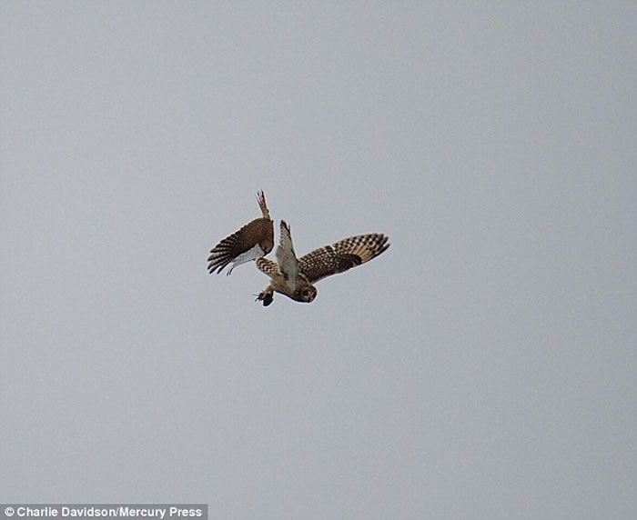 Ӣ��èͷӥ׽������ȴ�������սؽ� ���......