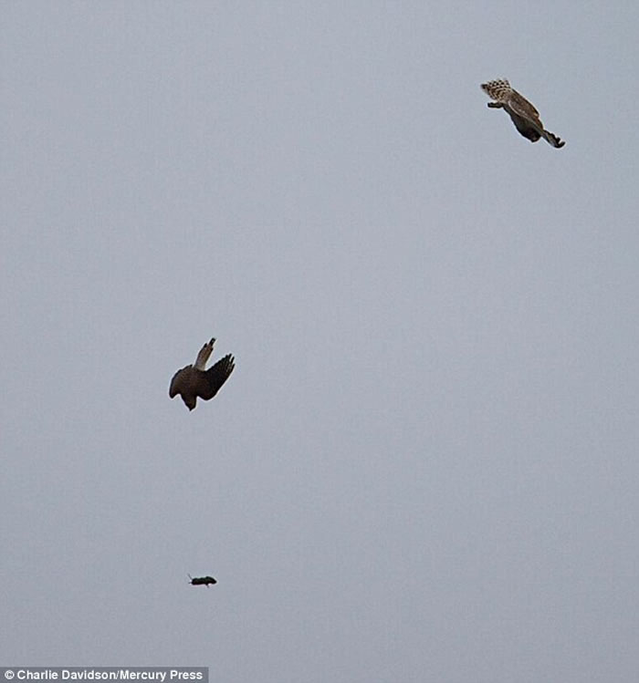 Ӣ��èͷӥ׽������ȴ�������սؽ� ���......