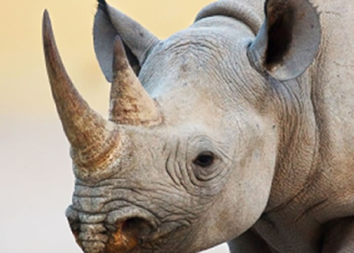 �Ϸ�ȥ���͵��Ϭţ�������֣���ǰ����Ϊ�½���