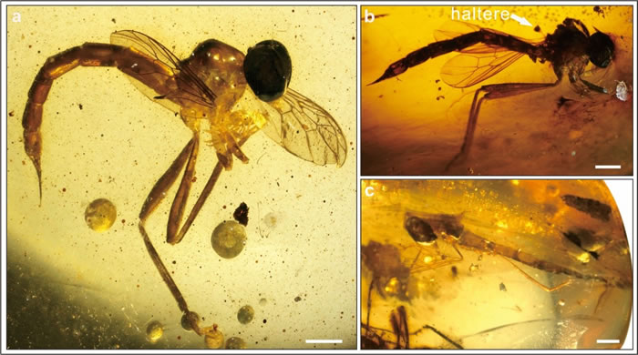 a.针虻正模标本; b.副模标本; c.副模标本
