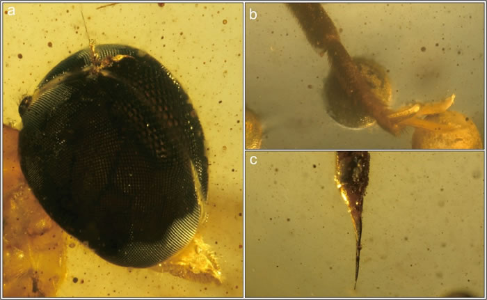 针虻细节图 a.头部;b.爪;c.产卵器