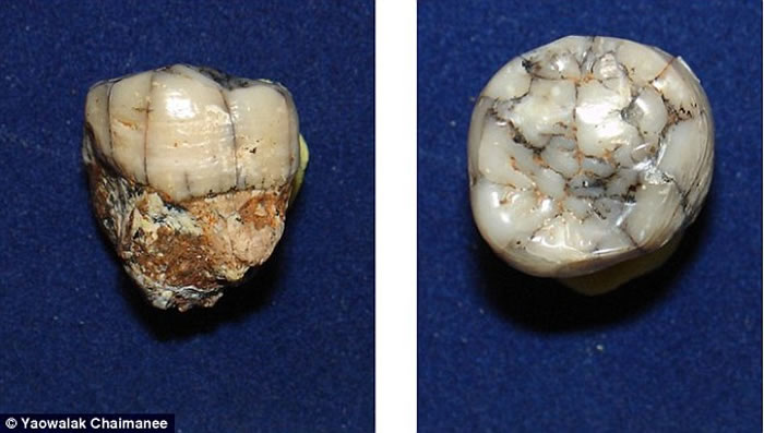 ѧҷ˾Գʣ־Գɭֵ