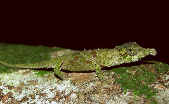 ������������С�ġ���Ҷ٪���ɫ�����߱�����ʽ����ͷ�ٶ�