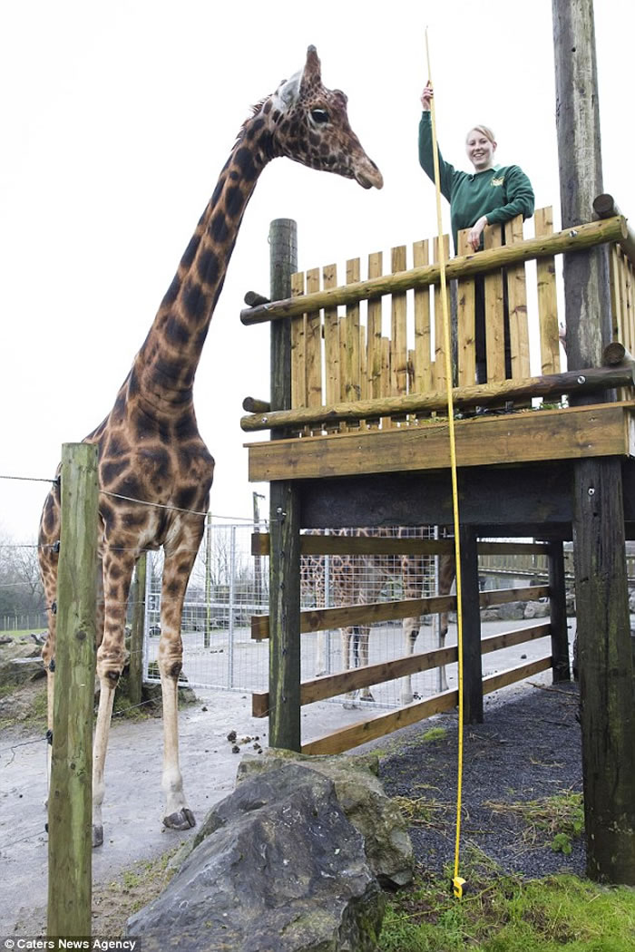 Ӣ԰һֻ¹ߴ5.8 ܳΪߵĳ¹