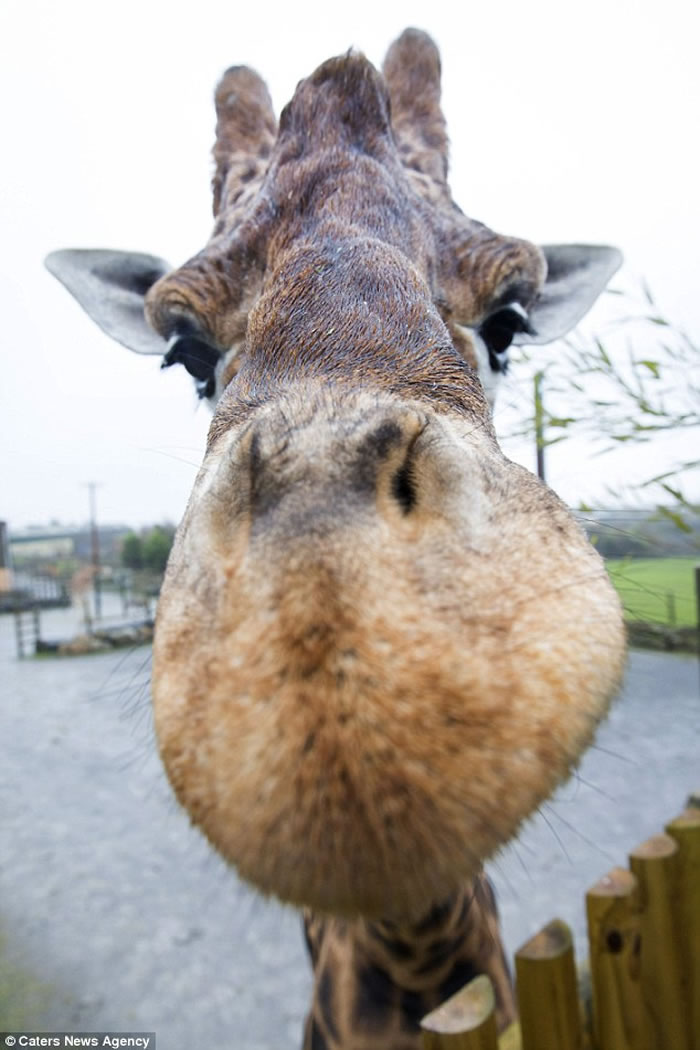 Ӣ԰һֻ¹ߴ5.8ףܳΪߵĳ¹