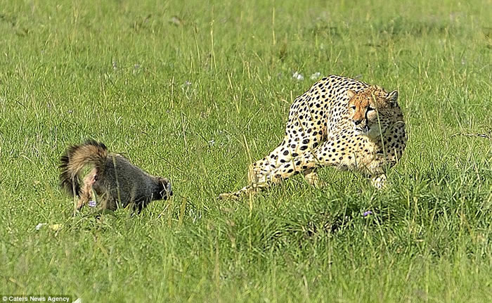 ��������������������Ȼ������һֻ�Ա��ڲ�ʳҰ��ʱ����������׷��