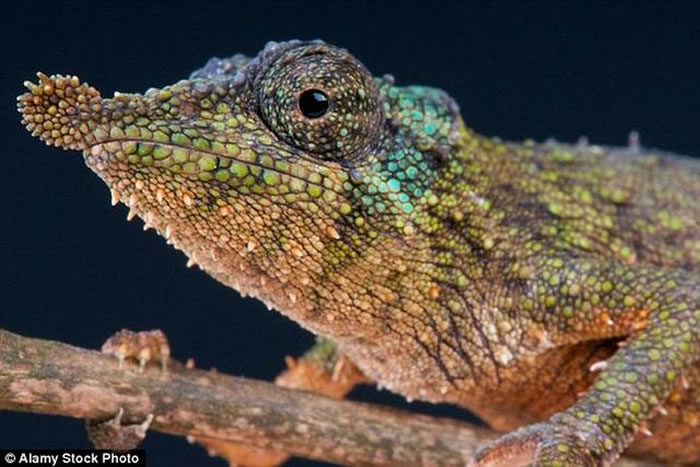 ��ѧ�������о���ʾ����ɫ�����г�ǿ�ĵ��ಶʳ������˲�䵯����ͷ�����ʱ�ٴﵽ97���