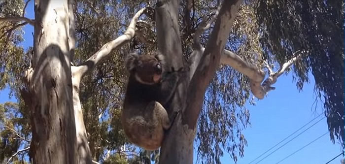 雄树熊抢赢后,一脸自信。