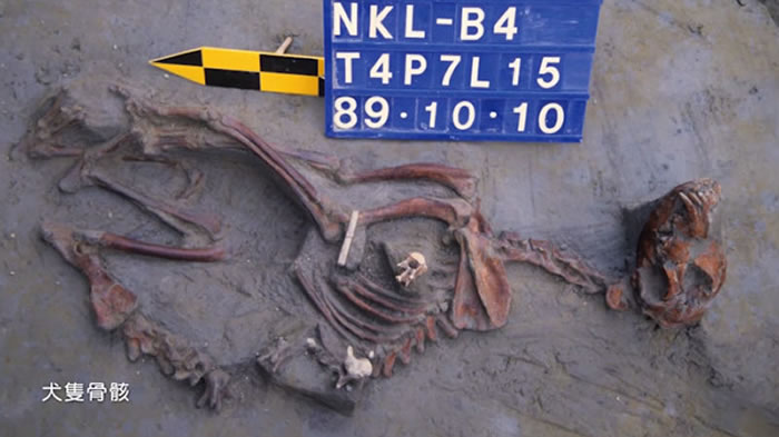犬只骨骸