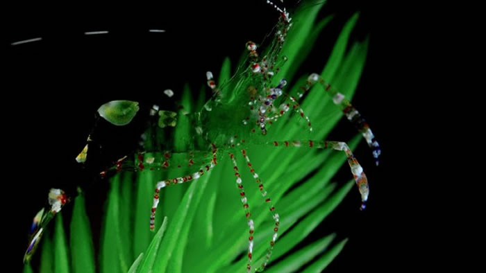 ����Ϻ��Ancylomenes pedersoni��