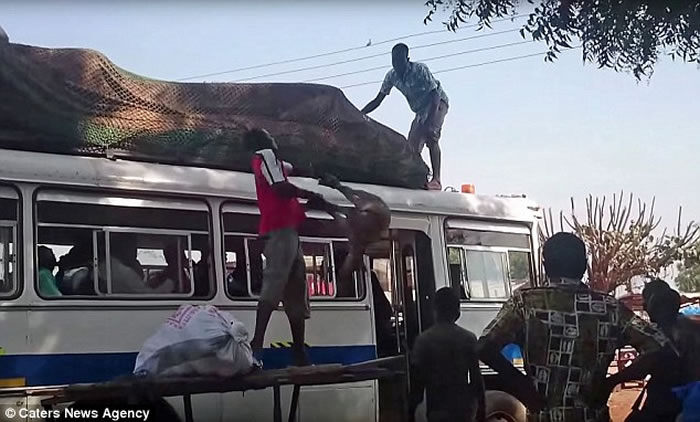 加纳宾比拉羊贩将活羊倒转扔上车顶