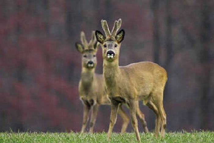 ��̬���س�Ұ��������ң���