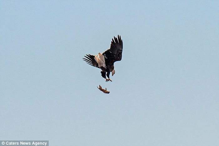 美国两只秃鹰在空中争夺一只土拨鼠，猎物空中掉落后俯冲抓回