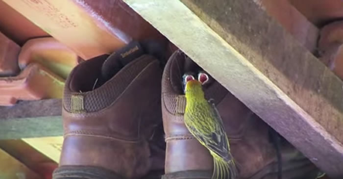只是晒一下鞋!金丝雀拿来当「现成鸟巢」直接定居。