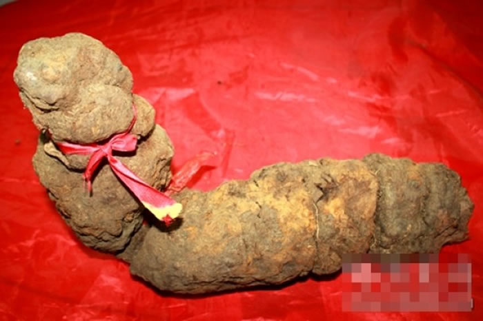 ��������ε�Ұ�����ڿ�����ܽ�Ѫ֬�����������������