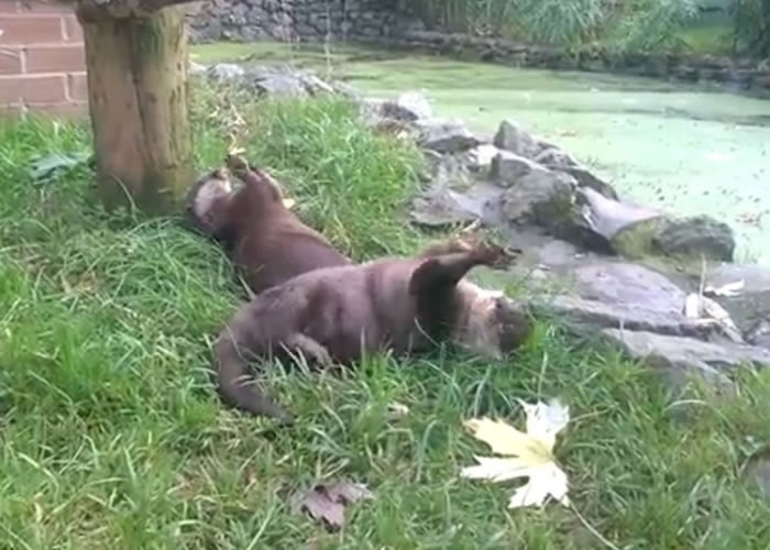 2ͷСˮ̡����Сʯͷ��ٲ��ѵ�����ص��Ӽ�С��