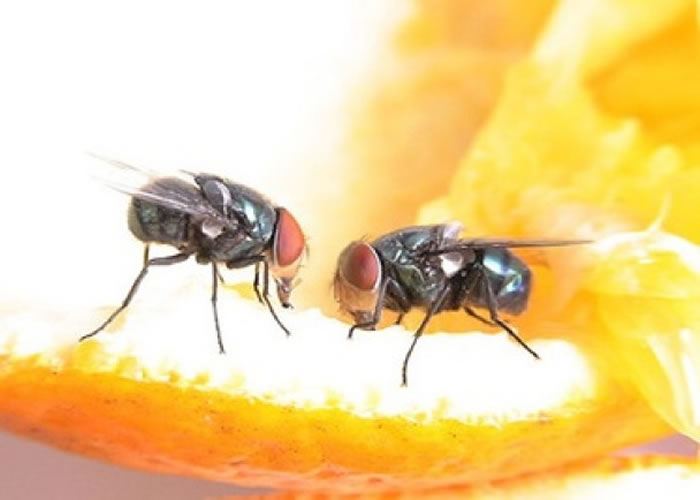苍蝇停留在食物上的时间长短，左右其对人类健康的影响。