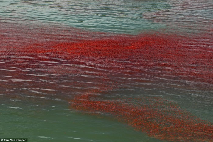 ���������ᶡ������뵺����ˮ��һ��ȺС��Ϻ��Ⱦ�족