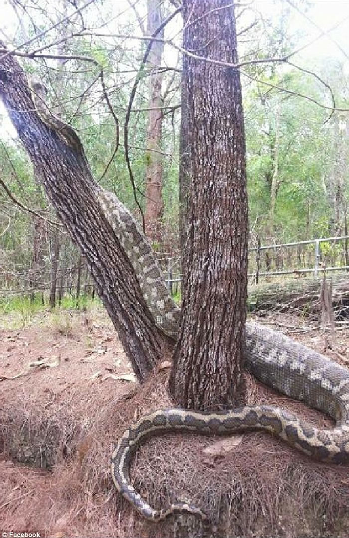 澳大利亚内让国家公园惊现一条神秘巨蟒 或长达5米