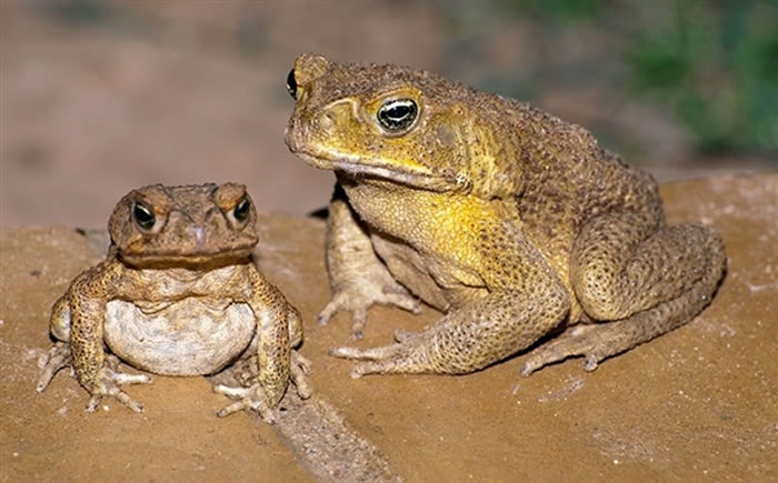 澳大利亚研究人员发现一种减少甘蔗蟾蜍对当地野生动物影响的方法